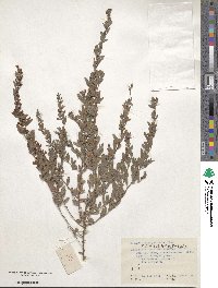 Lespedeza daurica image