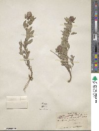 Lespedeza daurica image