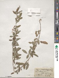 Lespedeza daurica image