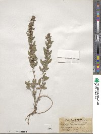 Lespedeza daurica image