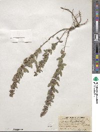 Lespedeza daurica image