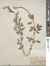 Lespedeza daurica image