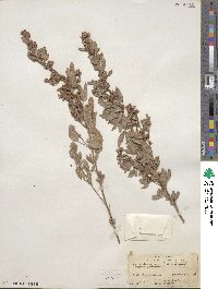 Lespedeza daurica image