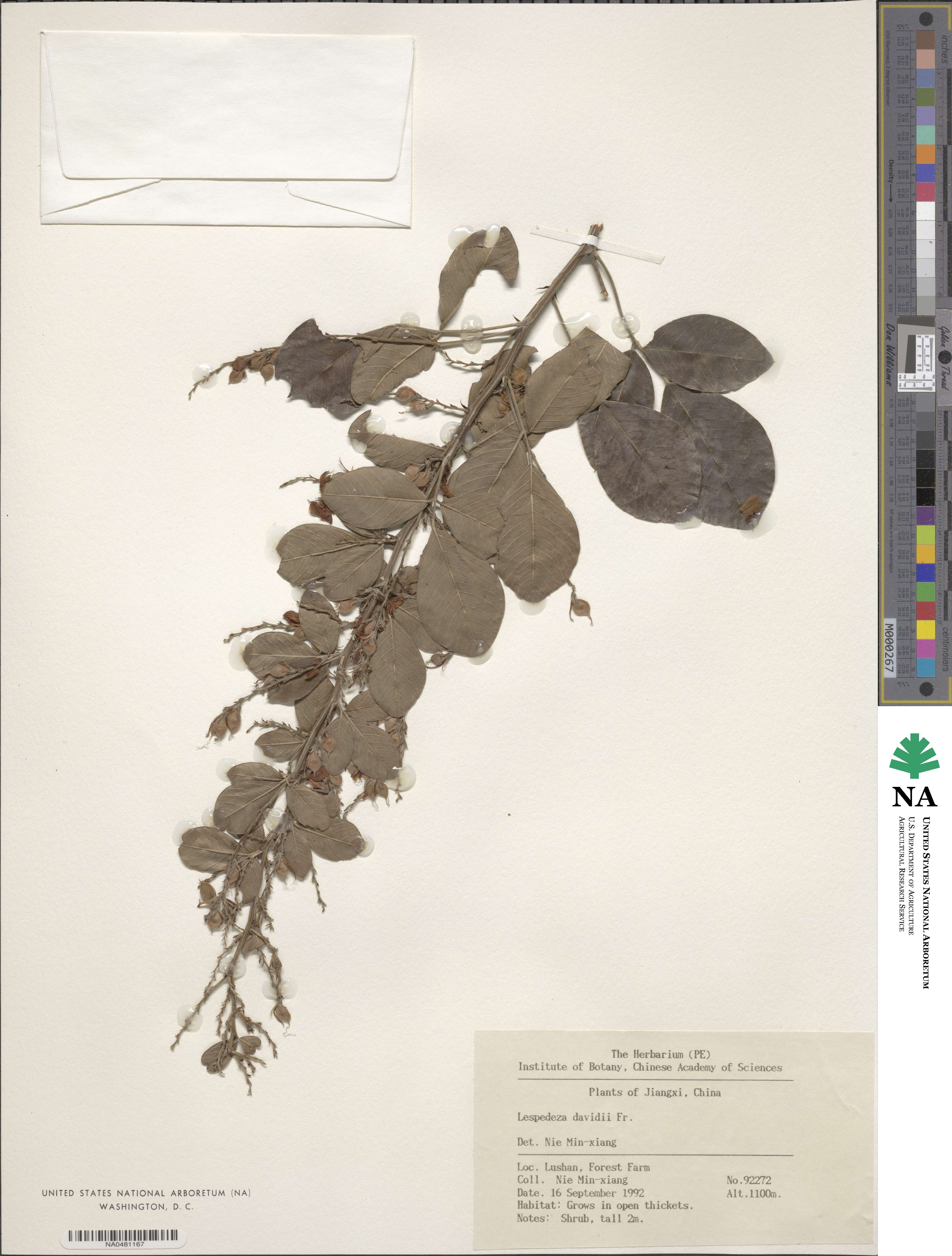 Lespedeza davidii image