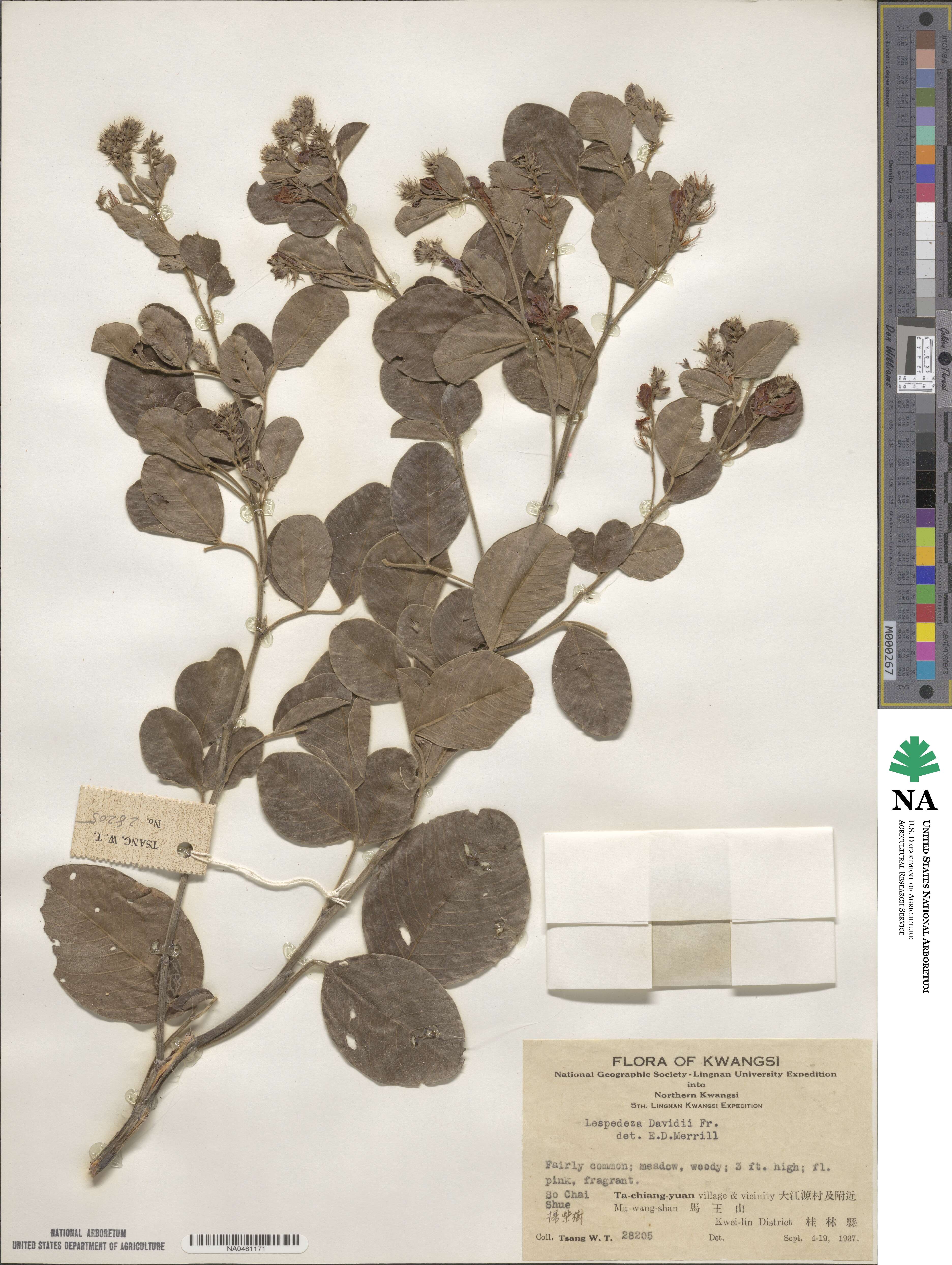 Lespedeza davidii image