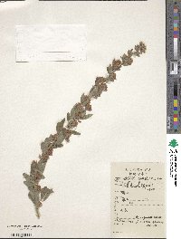 Image of Lespedeza davurica
