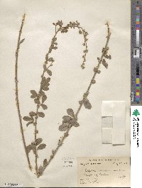 Lespedeza elegans image