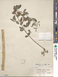 Lespedeza elegans image