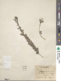 Lespedeza elegans image