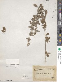 Lespedeza elegans image