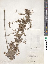 Campylotropis speciosa subsp. eriocarpa image