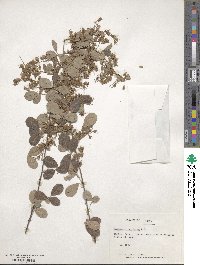 Campylotropis speciosa subsp. eriocarpa image