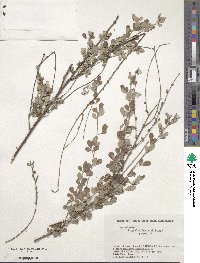 Lespedeza floribunda image