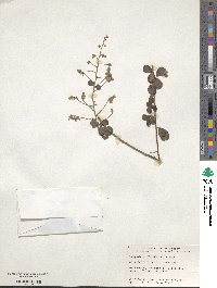 Lespedeza floribunda image