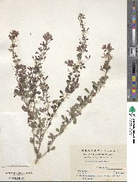 Lespedeza floribunda image