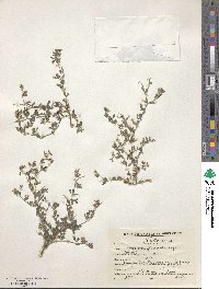 Lespedeza floribunda image