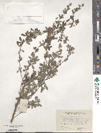 Lespedeza floribunda image