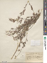 Lespedeza floribunda image