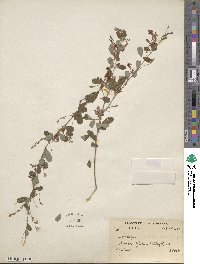 Lespedeza floribunda image