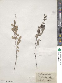 Lespedeza floribunda image