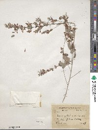 Lespedeza floribunda image