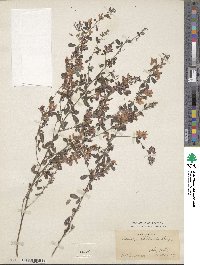 Lespedeza floribunda image