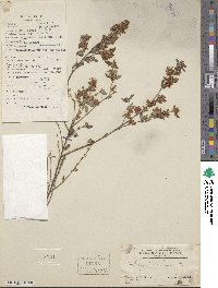 Lespedeza floribunda image