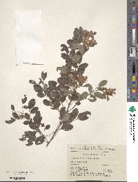 Lespedeza thunbergii subsp. formosa image