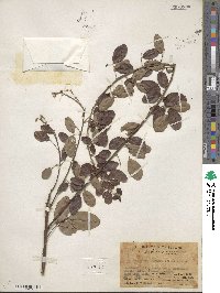 Lespedeza thunbergii image