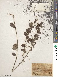 Lespedeza thunbergii image