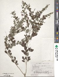 Lespedeza thunbergii subsp. formosa image