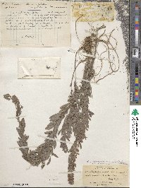 Lespedeza juncea image