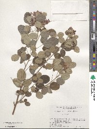 Lespedeza homoloba image