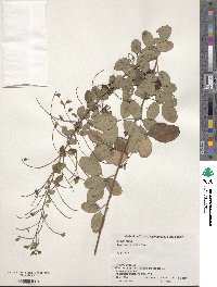 Lespedeza homoloba image