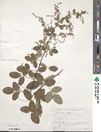 Lespedeza homoloba image