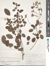 Lespedeza homoloba image