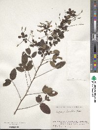 Lespedeza homoloba image