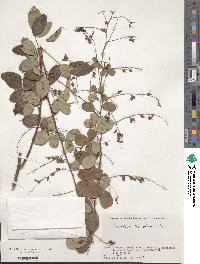 Lespedeza homoloba image