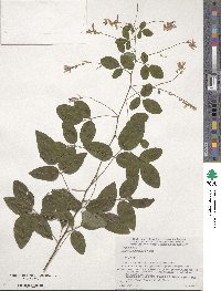 Lespedeza homoloba image