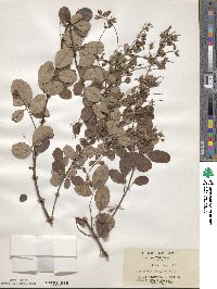 Lespedeza homoloba image