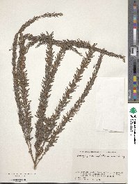 Lespedeza juncea image