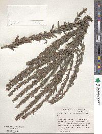 Lespedeza juncea image