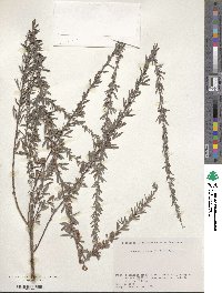 Lespedeza juncea image