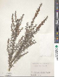 Lespedeza juncea image