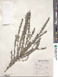 Lespedeza juncea image