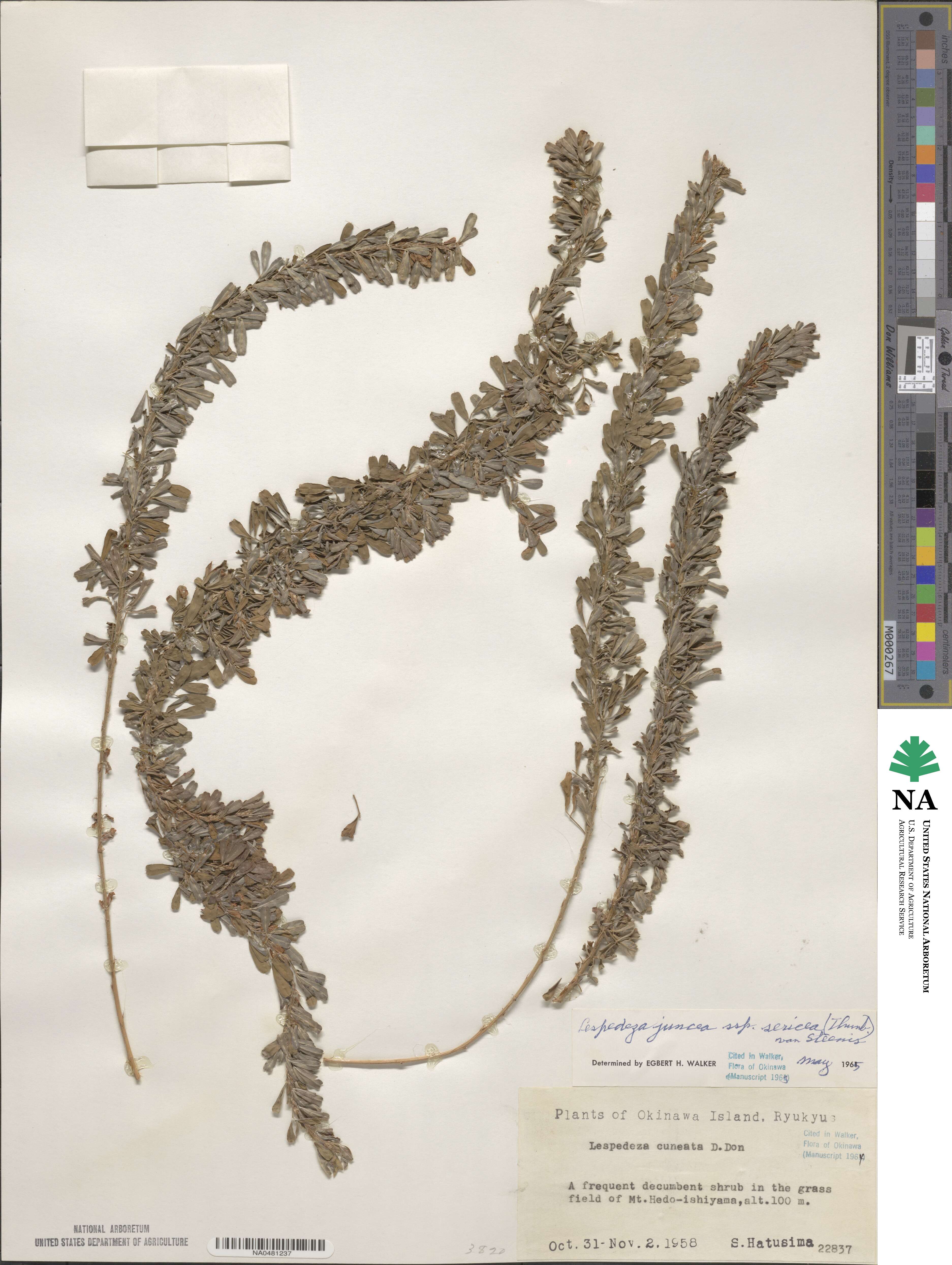 Lespedeza juncea image