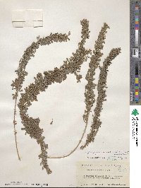 Lespedeza juncea image