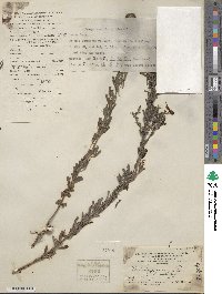 Lespedeza juncea image