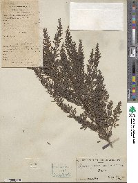 Lespedeza juncea image