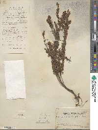 Lespedeza juncea image